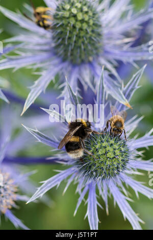 Meer-Holly, Eryngium Zabelii, Bumble Bee Bombus Terrestris & Honig Biene Apis Mellifera, bestäuben Flowerhead im Garten Grenze. Stockfoto