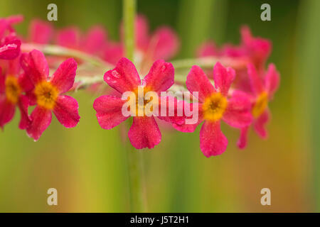 Primula, Primel, japanische Primel, Primula Japonica, Kandelaber Primel, Nahaufnahme von roten Blüten bedeckt in Regentropfen nach einer Dusche. Stockfoto