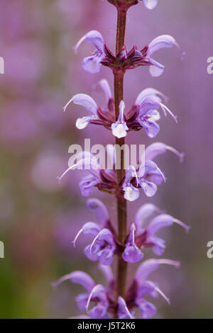 Salbei, lila Salbei, Salvia Nemorosa, lila zarte Blumen wachsen im Freien in einem Garten Grenze. Stockfoto