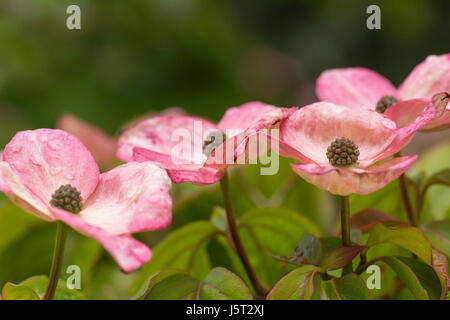 Hartriegel, Blüte Hartriegel, Cornus Kousa 'Satomi', zeigt rosa Hochblätter & kleine grüne Flowerheads in Regentropfen bedeckt. Stockfoto