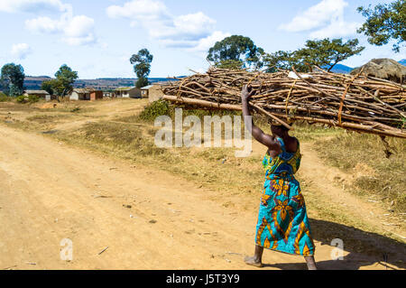 Frau, die eine schwere Bündel Brennholz auf dem Kopf zu Fuß auf einem Feldweg zu einem ländlichen Dorf in Malawi, Afrika Stockfoto