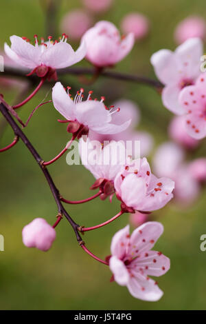 Cherry Plum, schwarze Kirsche, Pflaume, Prunus Cerasifera 'Nigra', rosa Blüte & Blätter zusammen im Garten Grenze zu öffnen. Stockfoto