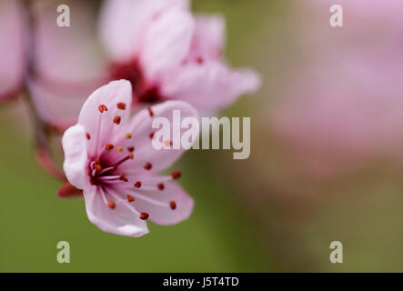 Cherry Plum, schwarze Kirsche, Pflaume, Prunus Cerasifera 'Nigra', rosa Blüte & Blätter zusammen im Garten Grenze zu öffnen. Stockfoto