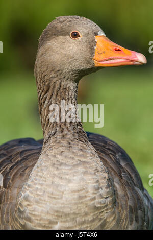 Die Vorfahren der meisten Hausgänsen der Graugans ist die größte von den Wildgänsen in Großbritannien und Europa heimisch. Stockfoto