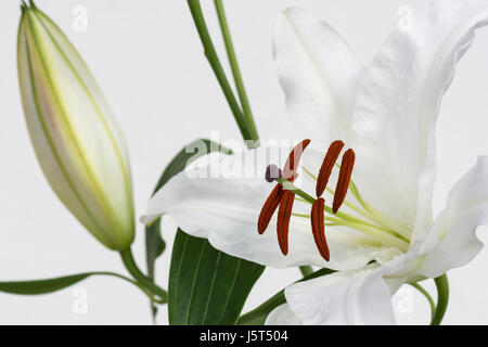 Lily, orientalische Lilie, Lilium, Studioaufnahme von weiße Blume & Knospe zeigt Staubblätter & Pollen. Stockfoto