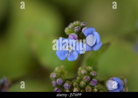 Jack Frost Brunnera Blume Stockfoto