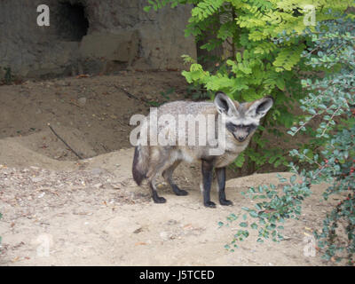 "Fledermaus Eared Fox" Stockfoto