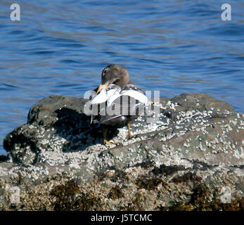 050 - COMMON EIDER (9 / 06) Attu, ak (1) (8726831571) Stockfoto