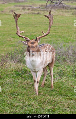 Reifen Sie Damhirsch (Dama Dama) Buck präsentiert das Geweih. Stockfoto