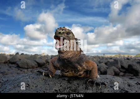 Der Meeresleguan, der auf den Felsen sitzt. Die Galapagos-Inseln. Pazifik. Ecuador. Stockfoto