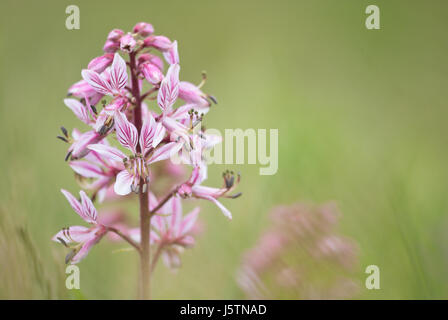 Gasanlage (Dictamnus Albus), eine idyllisch alte-timey mehrjährige Pflanze, die ein brennbares Gas, das Sie entzünden können ausstrahlt, ohne die Pflanze zu schädigen. Stockfoto