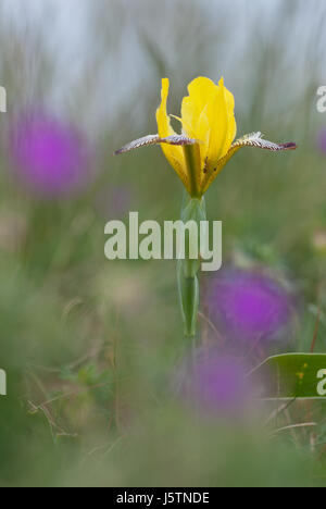 Ungarische Iris (Iris Variegata), Seitenansicht der auffällige Blüte. Stockfoto