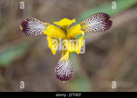 Ungarische Iris (Iris Variegata), nach unten gerichtete Blick auf die auffällige Blume. Stockfoto