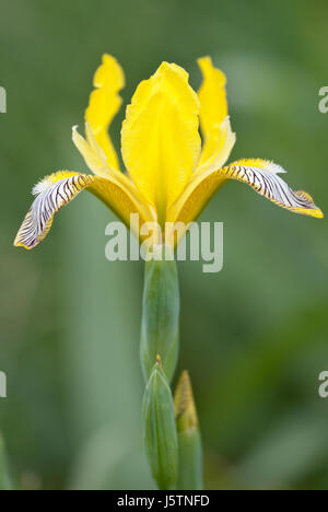 Ungarische Iris (Iris Variegata), Seitenansicht der auffällige Blüte. Stockfoto