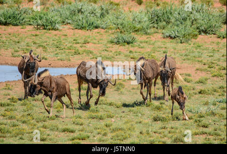 Black Wildebeest im südlichen afrikanischen Savanne laufen Stockfoto