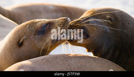 Zwei Seelöwen liegen auf dem Sand. Die Galapagos-Inseln. Pazifik. Ecuador. Stockfoto