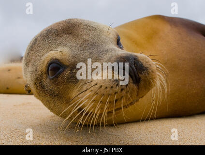 Seelöwe sitzt auf dem Sand. Die Galapagos-Inseln. Pazifik. Ecuador. Stockfoto