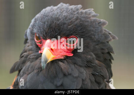 Foto Portrait of alert Bateleur Adler Stockfoto