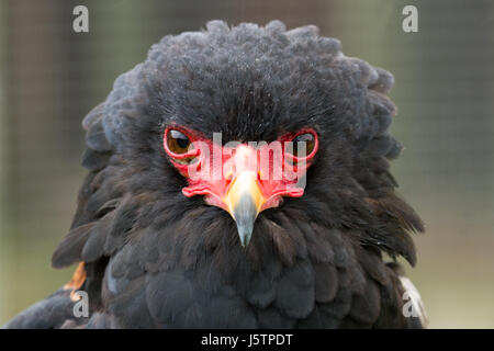 Foto Portrait of alert Bateleur Adler Stockfoto