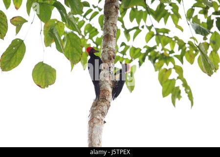 White-bellied Specht (Dryocopus Javensis Parvus) in Simeulue Insel, West-Sumatra, Indonesien Stockfoto