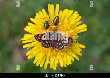 Karierte Skipper (Carterocephalus Palaemon) und zylindrische Blattkäfer (Randzone Fühler) auf die Blume der Wand Habichtskraut (Habichtskräuter Muorum). Stockfoto