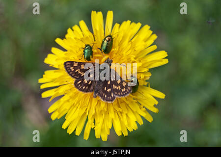 Karierte Skipper (Carterocephalus Palaemon) und zylindrische Blattkäfer (Randzone Fühler) auf die Blume der Wand Habichtskraut (Habichtskräuter Muorum). Stockfoto