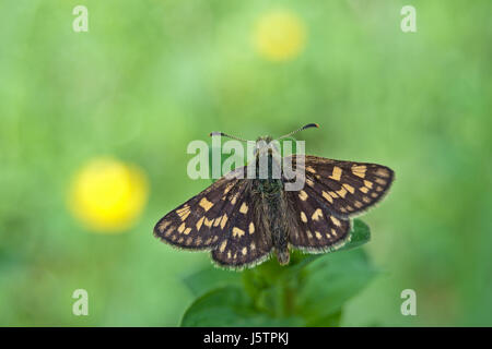 Karierte Skipper Butterfly (Carterocephalus Palaemon) in seinem natürlichen Lebensraum. Stockfoto