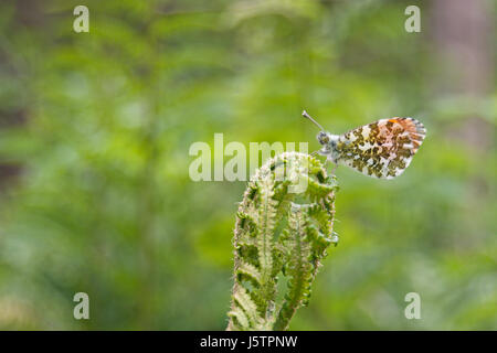 Orange Spitze Schmetterling (Anthocharis Cardamines) ruht auf einem Farn. Stockfoto