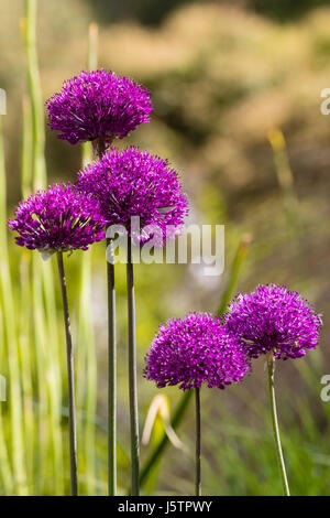 Frühsommer Blütenköpfchen der dekorative Lampe, Allium 'Purple Sensation' Stockfoto