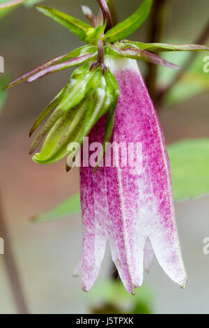 Dekorative weiße und rosa hängende Glockenblume von winterharte mehrjährige Campanula Takesimana "Elizabeth" Stockfoto