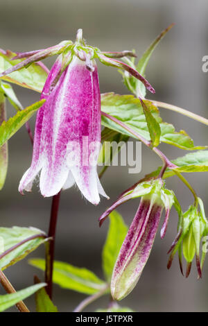 Dekorative weiße und rosa hängende Glockenblume und Knospen der winterharte mehrjährige Campanula Takesimana "Elizabeth" Stockfoto