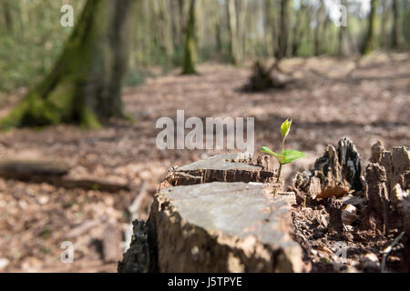 Junger Baum wächst aus einem alten Baum Stockfoto