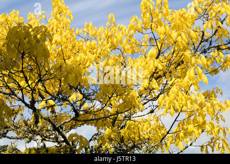 Goldene Feder Laub des Baumes winterharte Laub-Roteiche, Quercus Rubra 'Aurea' Stockfoto