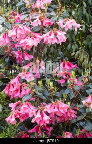 Hängende rosa Glockenblumen im Mai blühen immergrünen Strauch, Rhododendron Cinnabarinum "Wasserfall" Stockfoto