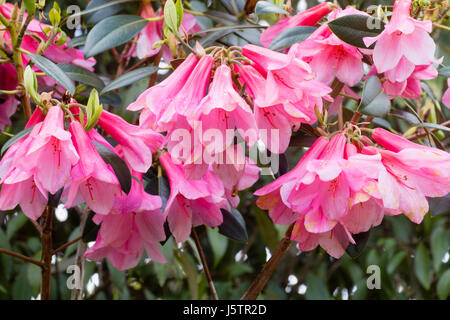 Hängende rosa Glockenblumen im Mai blühen immergrünen Strauch, Rhododendron Cinnabarinum "Wasserfall" Stockfoto