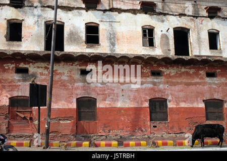 Vor einem verfallenen Gebäude in Agra, Indien am 14. Februar 2016 Kuh. Stockfoto