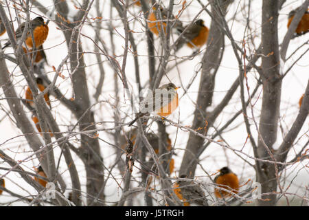 Baum voller Robins Stockfoto