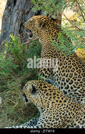 Weibliche Leoparden mit ihrem zwei Jahre alten Cub spielt in Chitabe Gebiet des Okavango Delta in Botswana Stockfoto