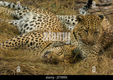 Weibliche Leoparden mit ihrem zwei Jahre alten Cub spielt in Chitabe Gebiet des Okavango Delta in Botswana Stockfoto