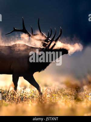 Männliche Elch mit vollen Satz Geweihe bläst eisiger Atem im Morgenlicht Stockfoto