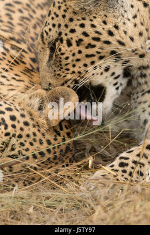 Weibliche Leopard (Panthera pardus) mit ihren zwei Jahre alten Cub spielen in Chitabe Bereich des Okavango Delta in Botswana Stockfoto