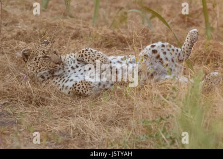 Leopardin rolling in Gras in Chitabe Bereich des Okavango Delta in Botswana Stockfoto