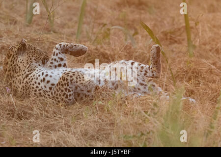 Leopardin rolling in Gras in Chitabe Bereich des Okavango Delta in Botswana Stockfoto