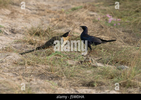 Long Tail starling (Lamprotornis caudatus) Ernährung große getupft Kuckuck (Clamato glandarius) Stockfoto