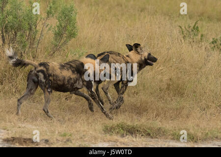Kap-Jagd Hunde auch bekannt als afrikanische Wildhunde spielen und jagen in das Okavango Delta-Botswana Stockfoto