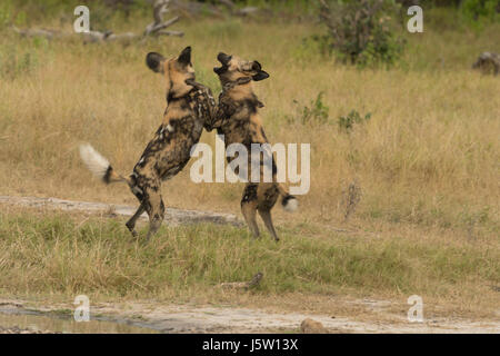 Zwei Cape Jagd Hunde auch bekannt als afrikanische Wildhunde spielen und springen in das Okavango Delta-Botswana Stockfoto