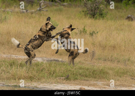Zwei Cape Jagd Hunde auch bekannt als afrikanische Wildhunde spielen und springen in das Okavango Delta-Botswana Stockfoto