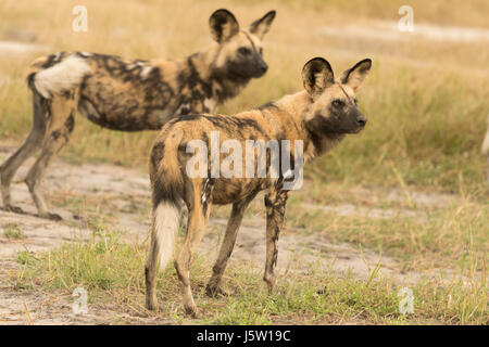 Kap-Jagd Hunde auch bekannt als afrikanische Wildhunde spielen und jagen in das Okavango Delta-Botswana Stockfoto