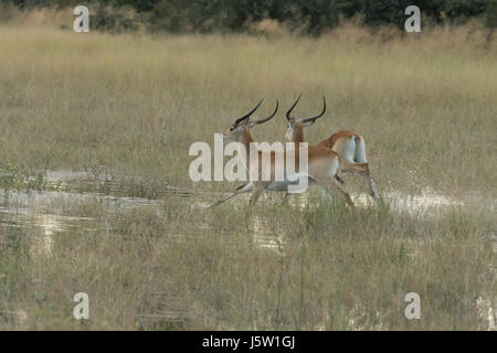 Red Letschwe (Kobus leech) Antilope laufen durch Wasser durch afrikanische Wildhunde, jagten Stockfoto