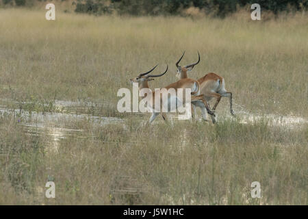 Red Letschwe (Kobus leech) Antilope laufen durch Wasser durch afrikanische Wildhunde, jagten Stockfoto